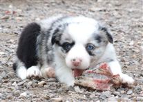 Click for large image