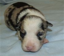 Click for large image