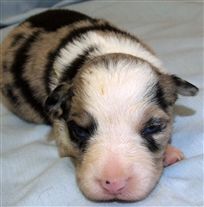 Click for large image