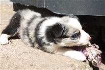 Click for large image