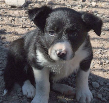 Click for large image