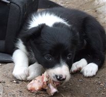 Click for large image