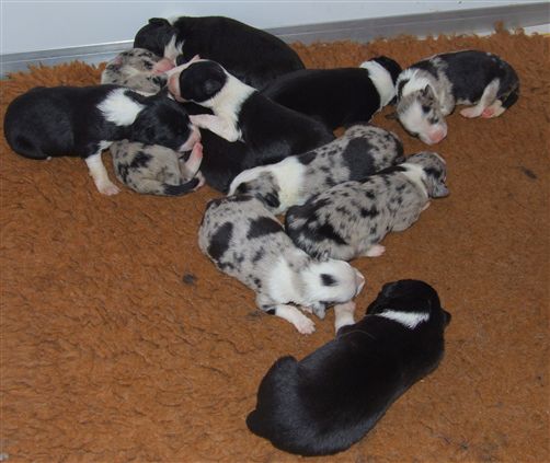 Click for large image