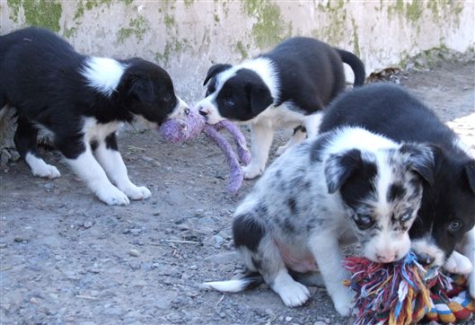 Click for large image