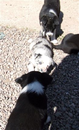 Click for large image