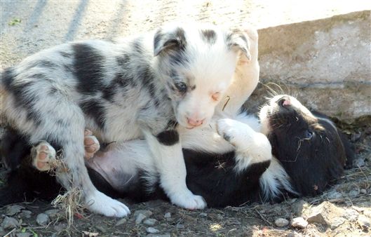 Click for large image