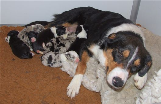 Click for large image