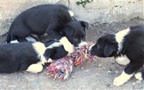 Click for large image