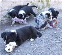 Click for large image