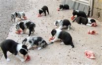 Click for large image