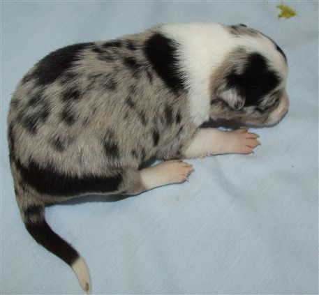 Click for large image