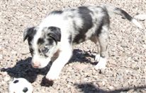 Click for large image