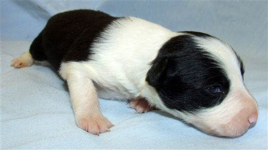 Click for large image