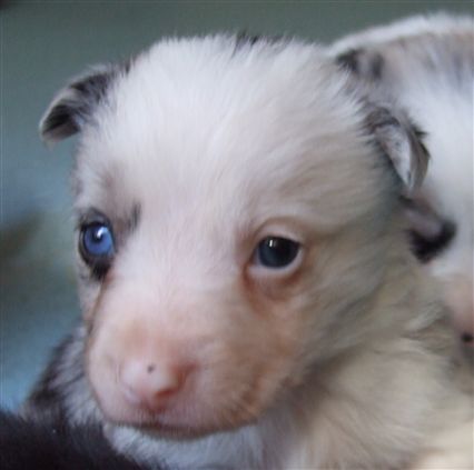 Click for large image