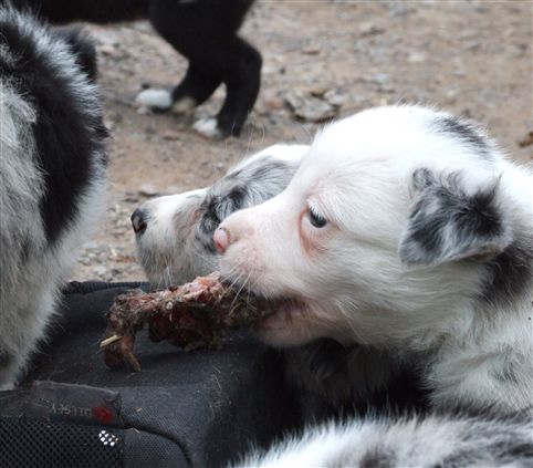 Click for large image