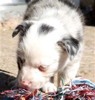 Click for large image