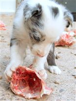 Click for large image