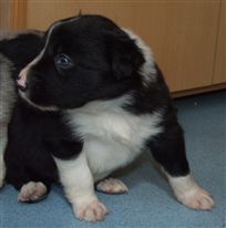 Click for large image