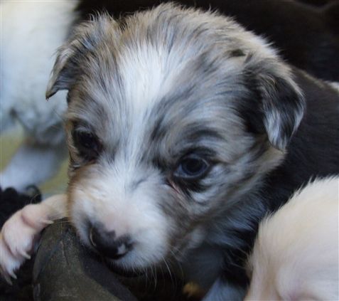 Click for large image