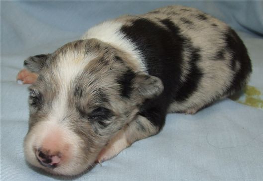 Click for large image