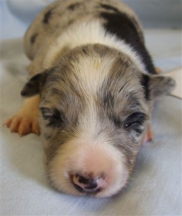 Click for large image