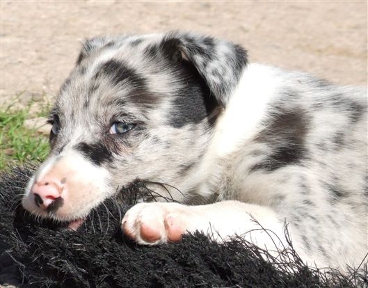 Click for large image