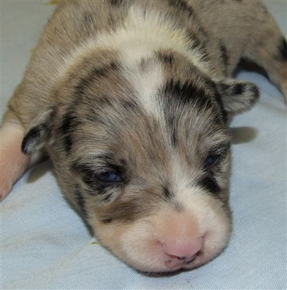 Click for large image