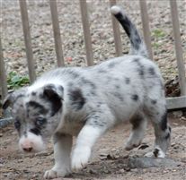 Click for large image