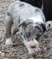 Click for large image