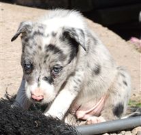 Click for large image