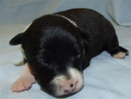 Click for large image