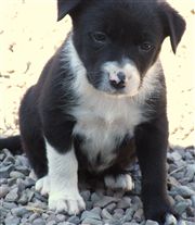 Click for large image