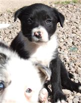 Click for large image