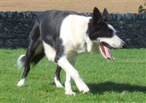 Click for large image