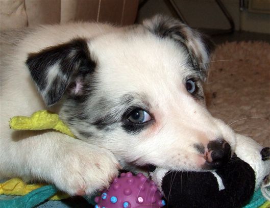 Click for large image