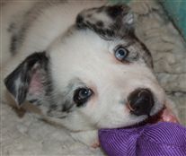 Click for large image