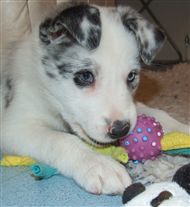 Click for large image