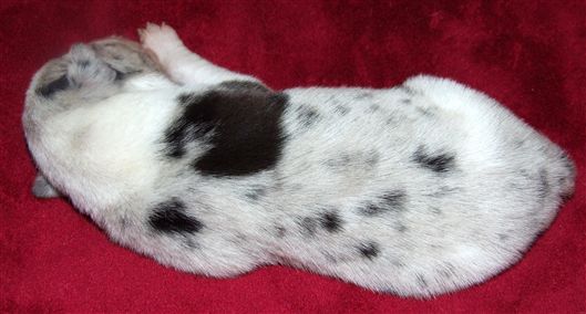 Click for large image