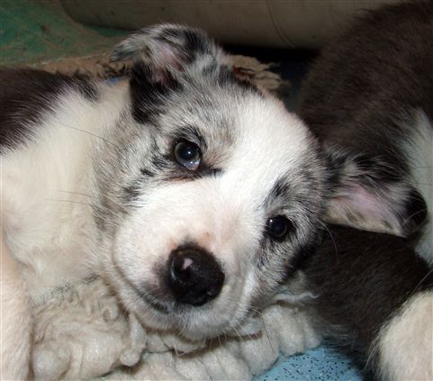 Click for large image