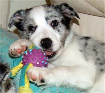 Click for large image