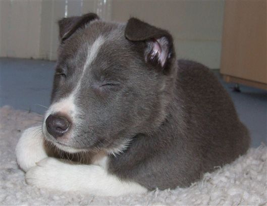 Click for large image