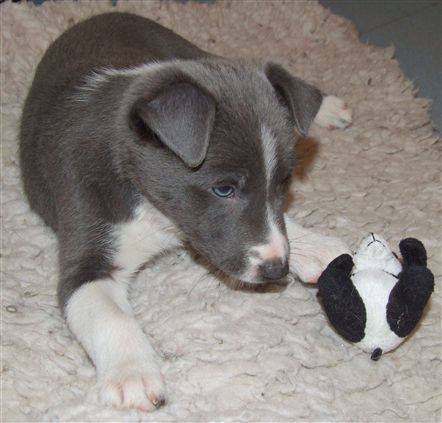 Click for large image