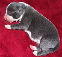 Click for large image