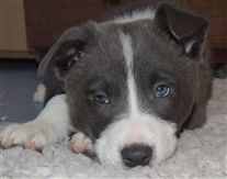 Click for large image