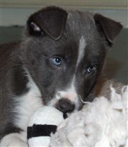 Click for large image