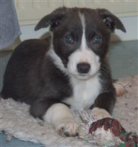 Click for large image