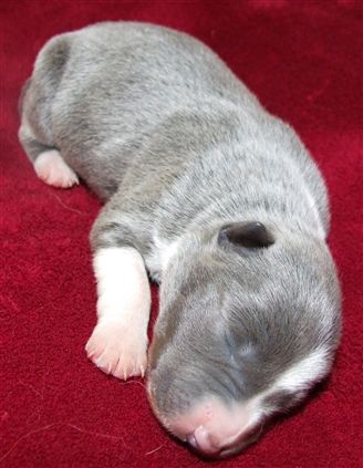 Click for large image