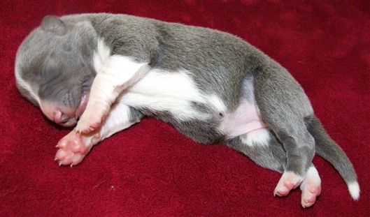 Click for large image