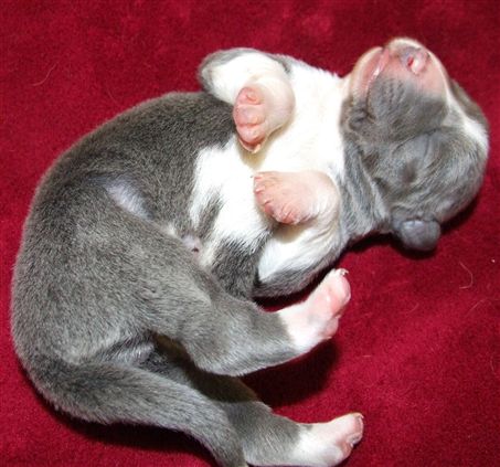 Click for large image