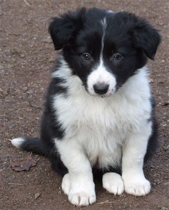 Click for large image